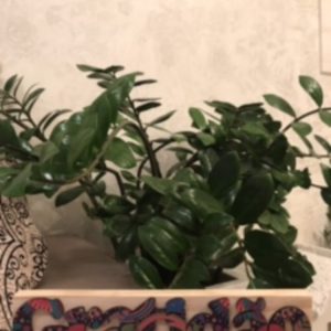 Palavra Decorativa – Gratidão